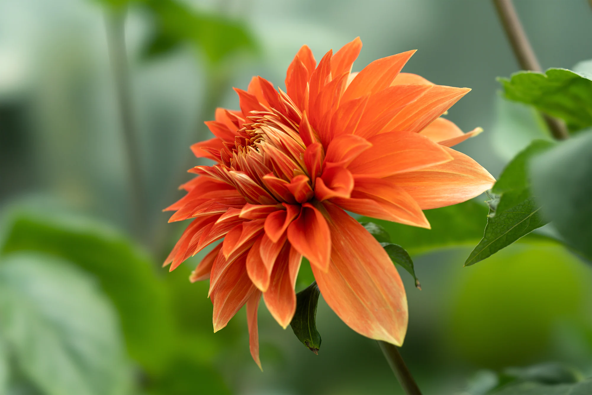 Macro and close-up flora photography can start at home or in your garden.