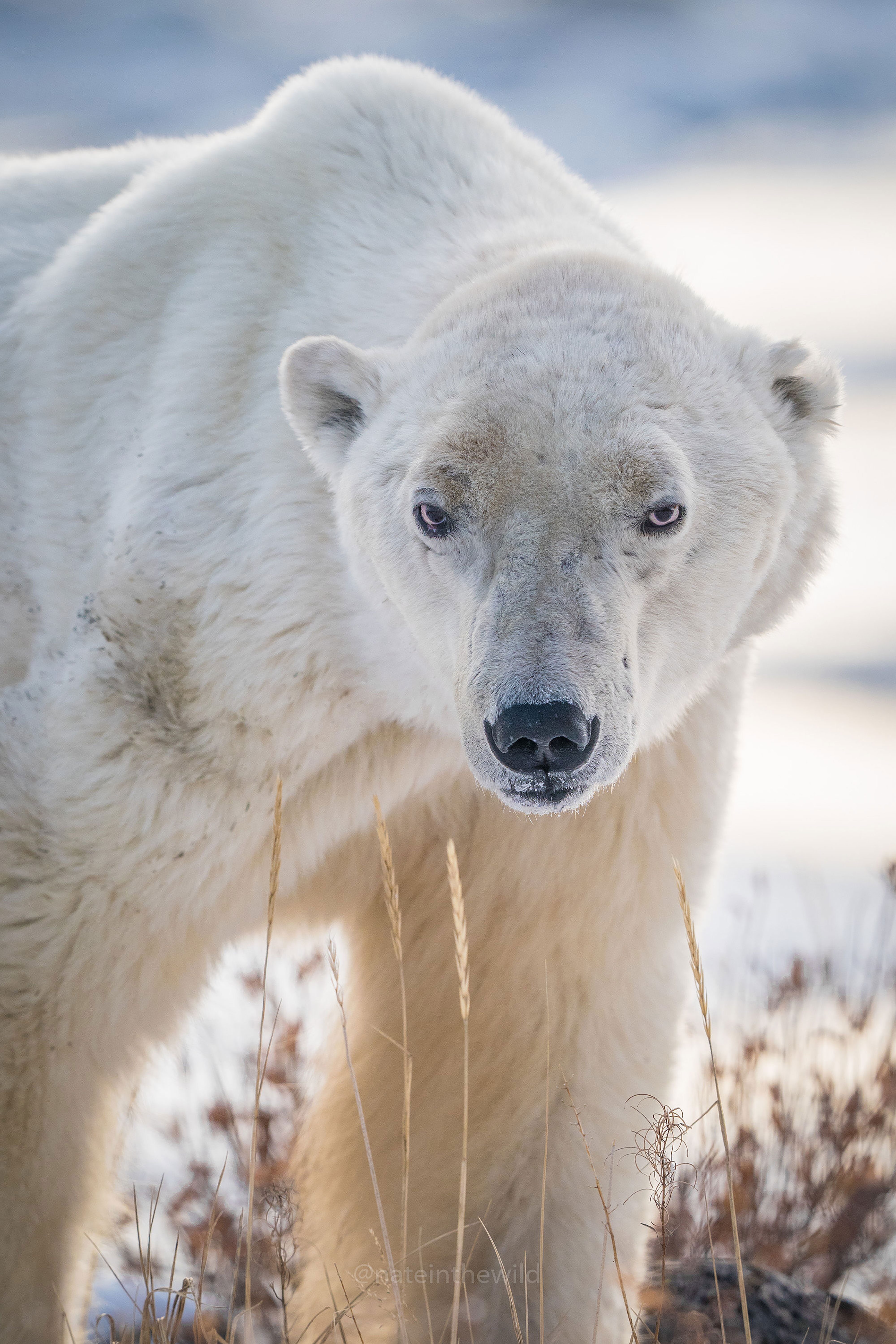 The Polar Bears Of Churchill