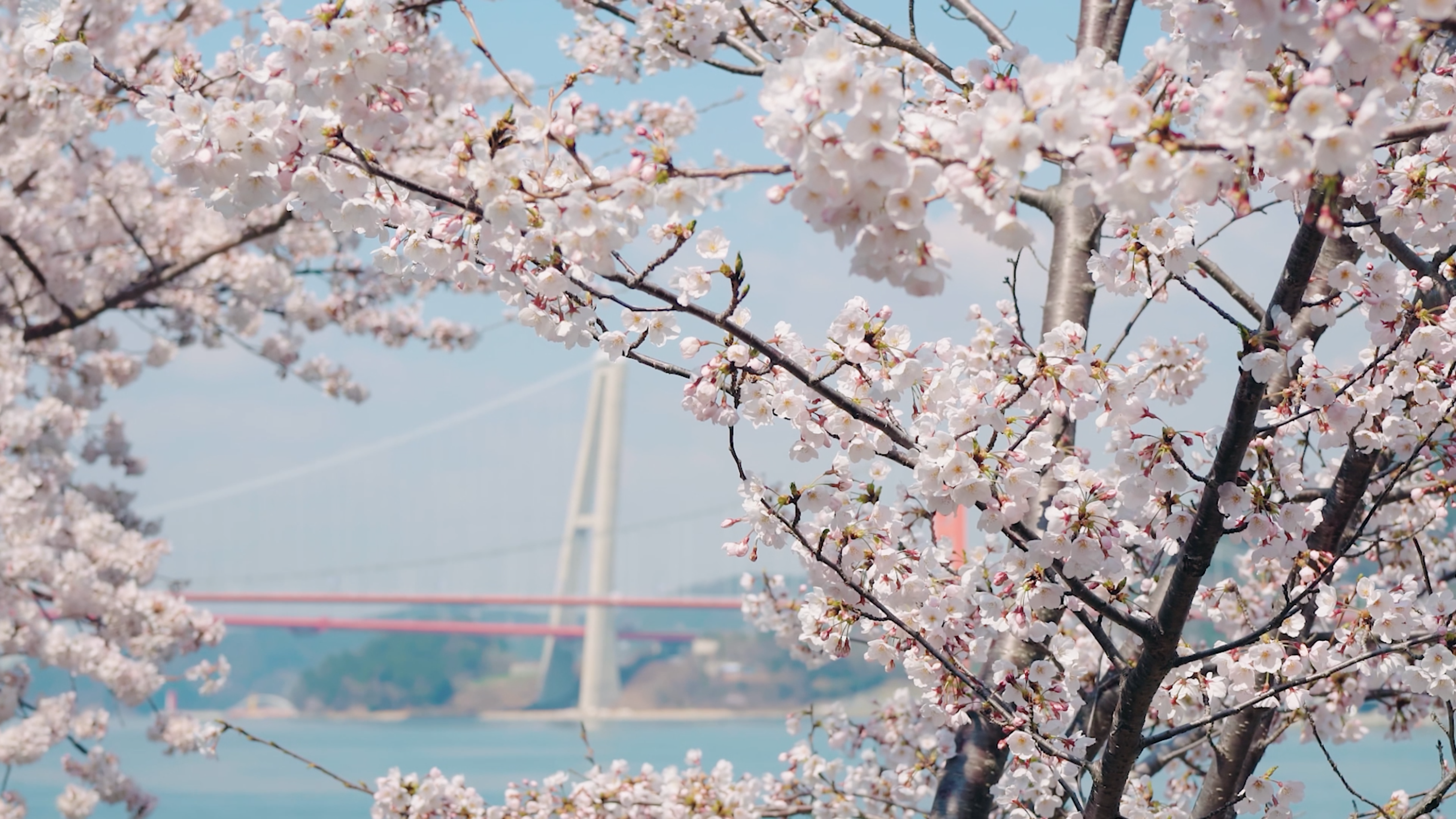 Cherry Blossom by the Sea