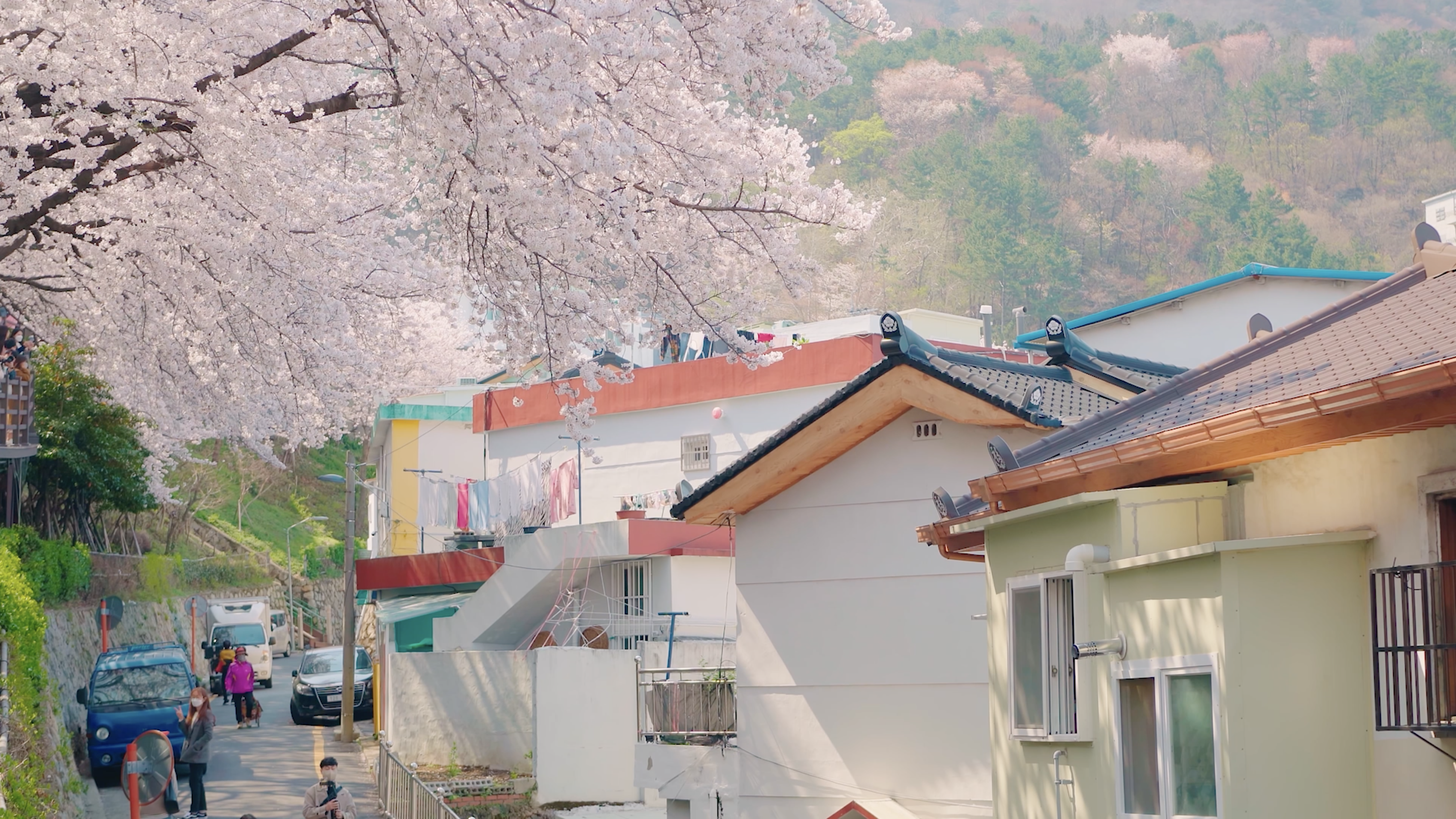 Town in Cherry blossom season