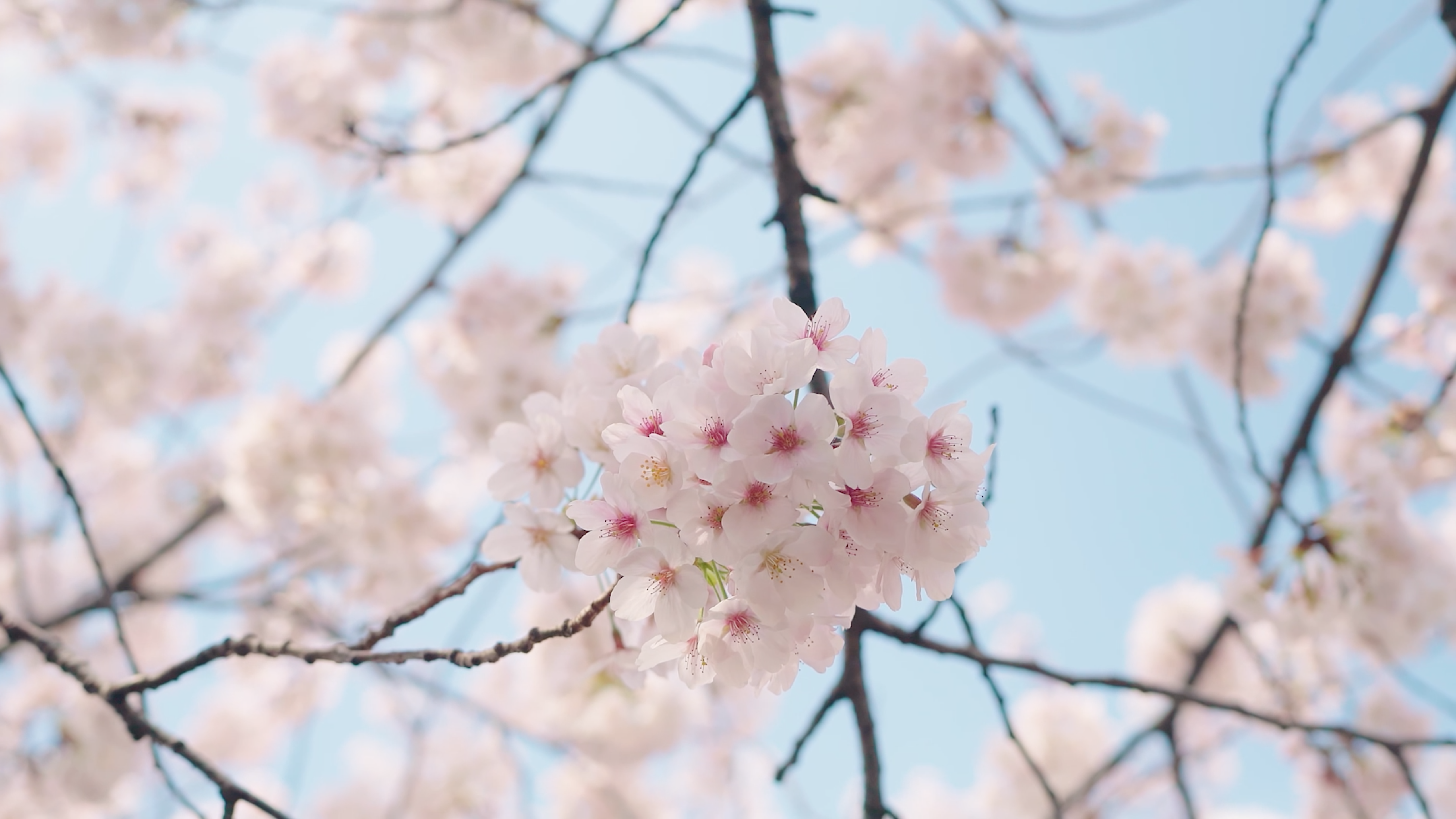 Cherry blossom in detailed view