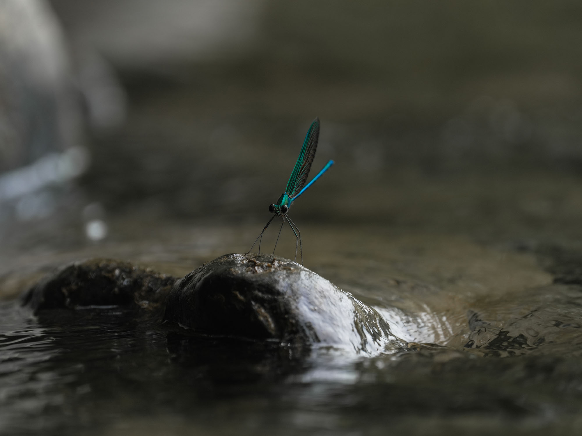 Blue Damsel Fly