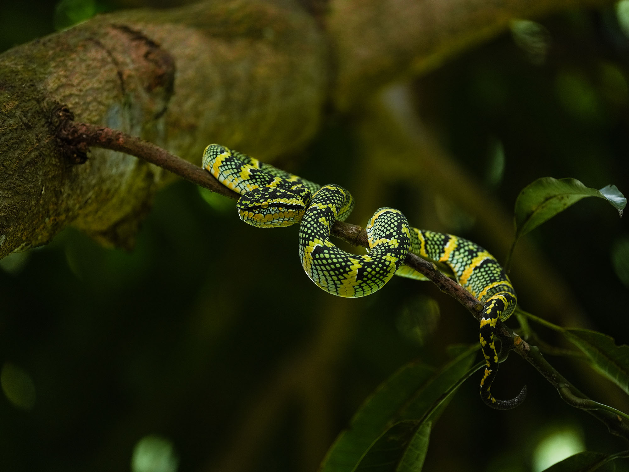 Temple Pit Viper