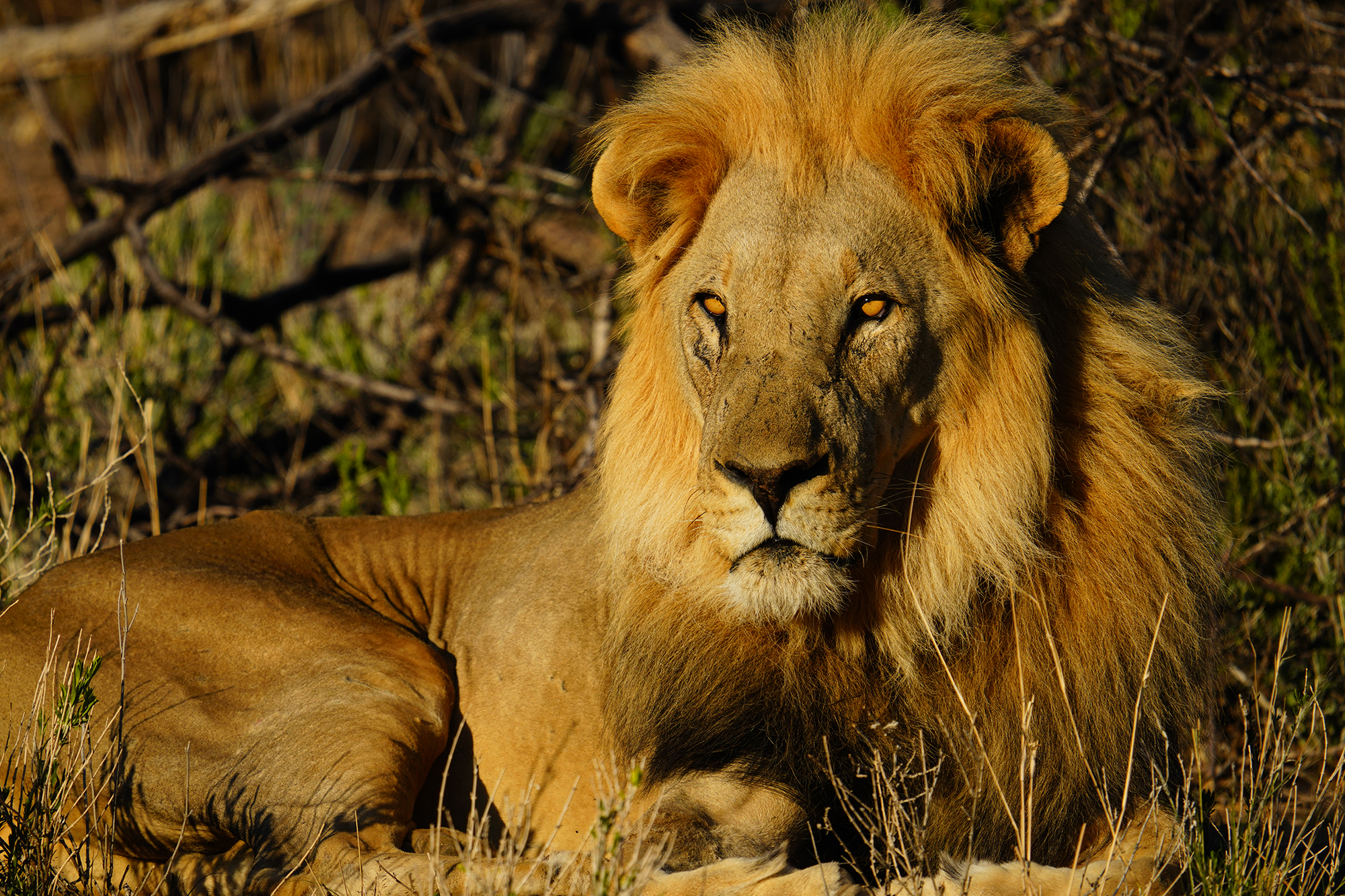 Wildlife Photography - Shoot from a safe distance 