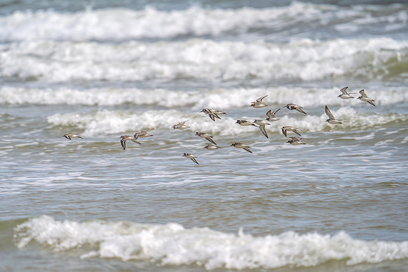 Taking flight with bird photography with Cho JungRae 18