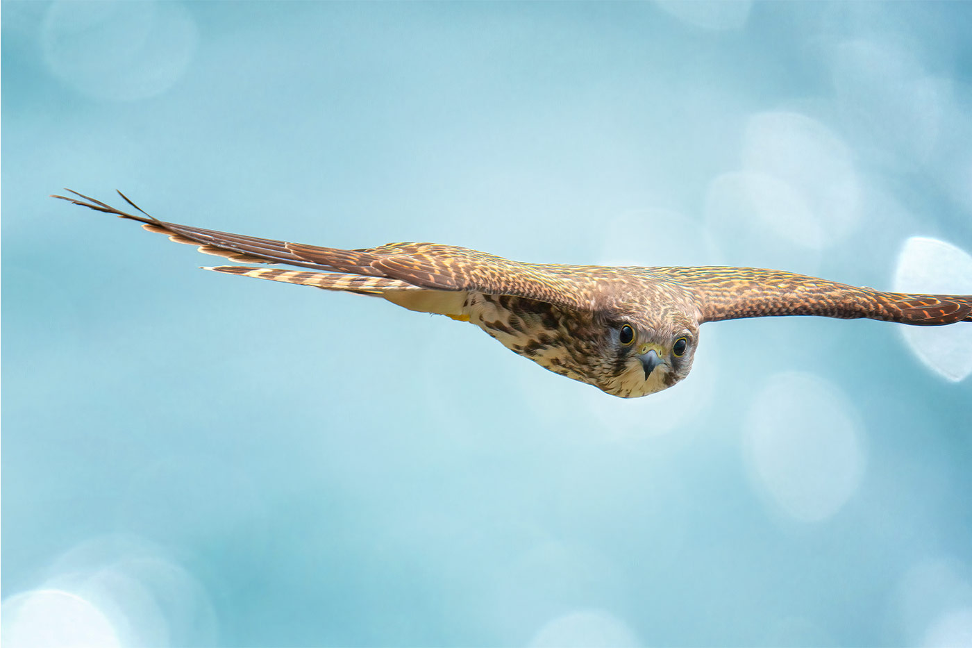 Taking flight with bird photography with Cho JungRae 20