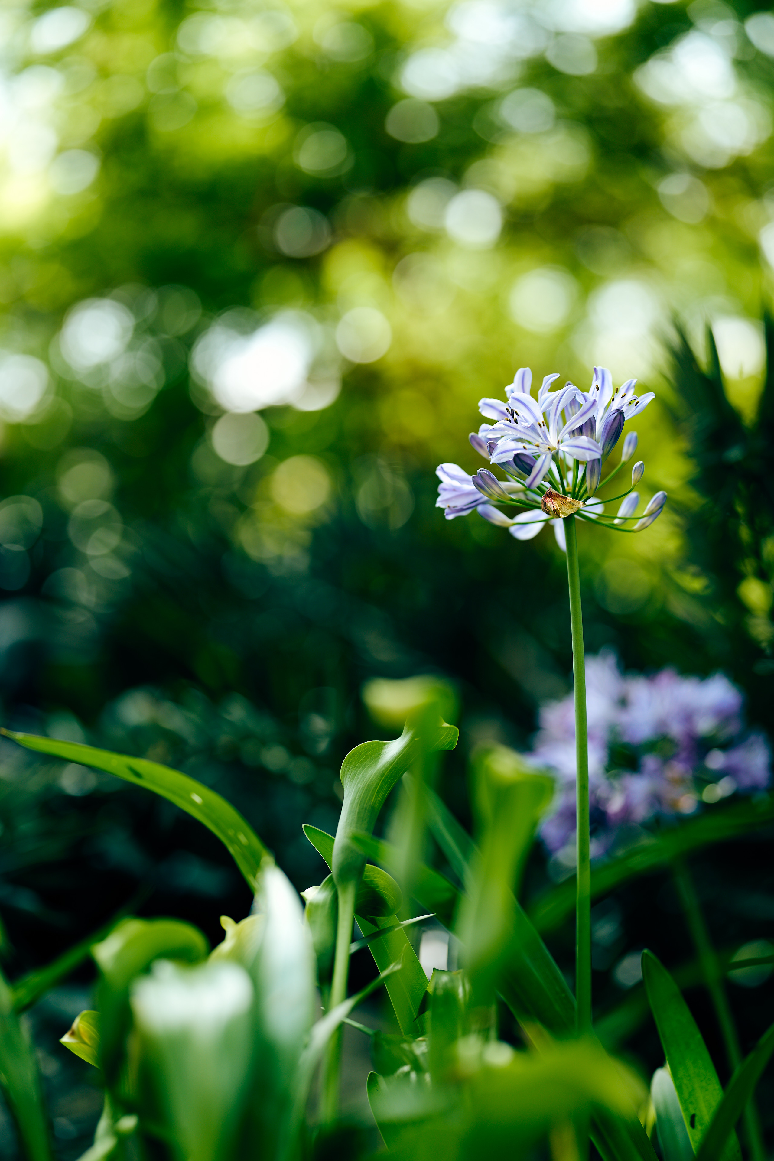 flower bokeh