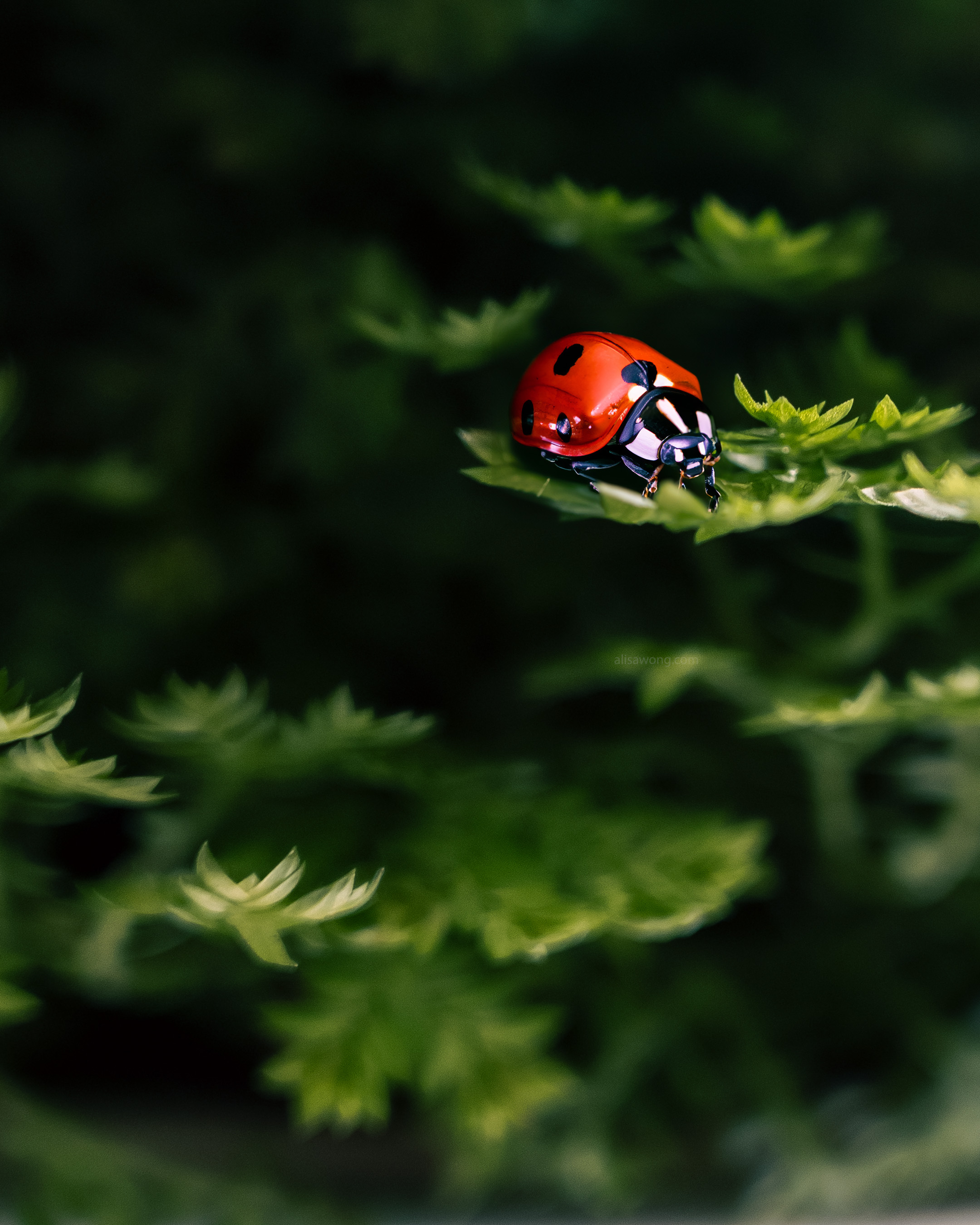 Close-up of ladybug figurine resting on a leaf