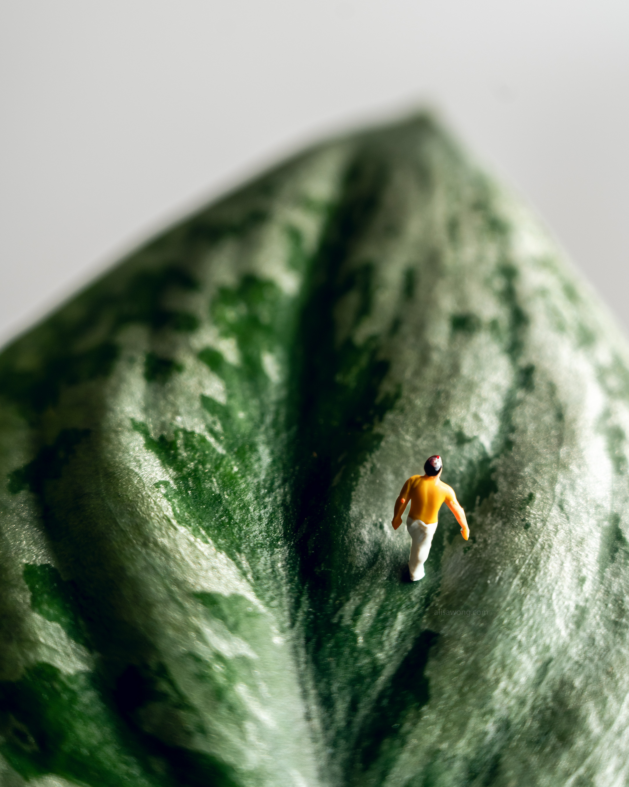 Close-up of small figurine walking on a leaf of the Silver Pothos
