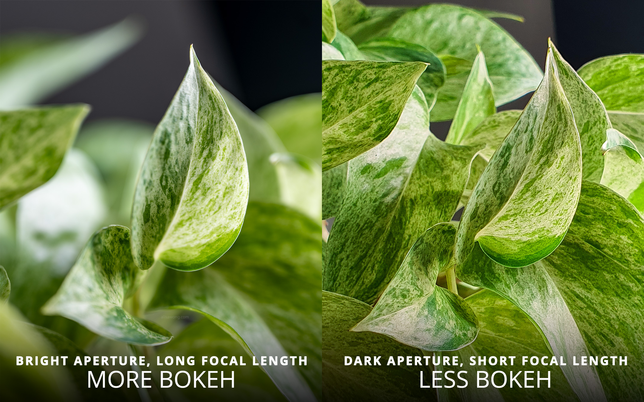 Comparison of an image of a leaf with varying levels of bokeh