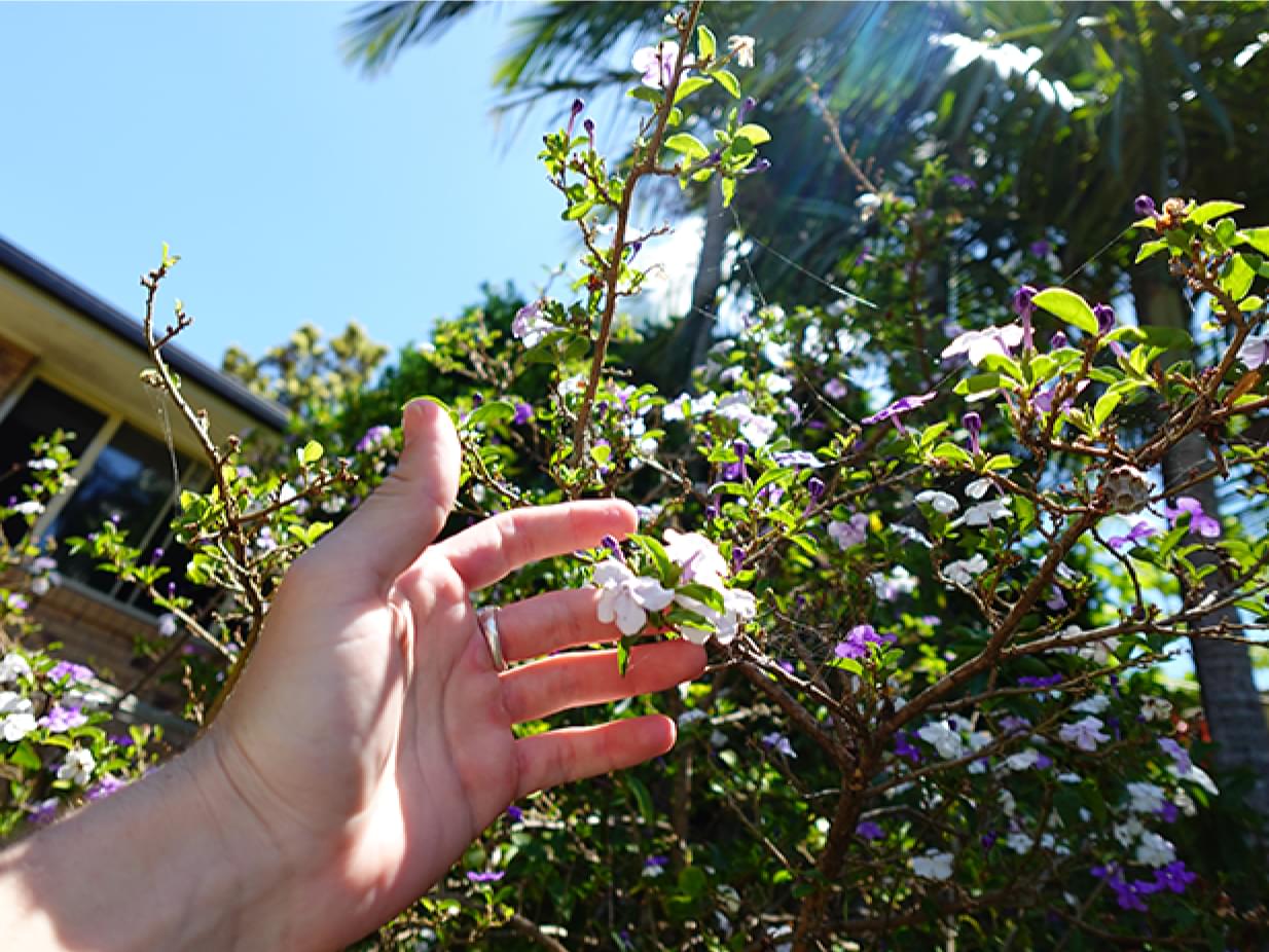 Image of hand touching flowers on a tree - image shot by the Sony ZV-1F camera